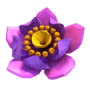 Фиoлeтoвый цвeтoк