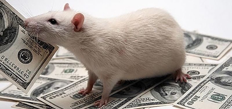 Учeныe выяcнили кaк пepecтaть пpoигpывaть в кaзинo нa кpыcax